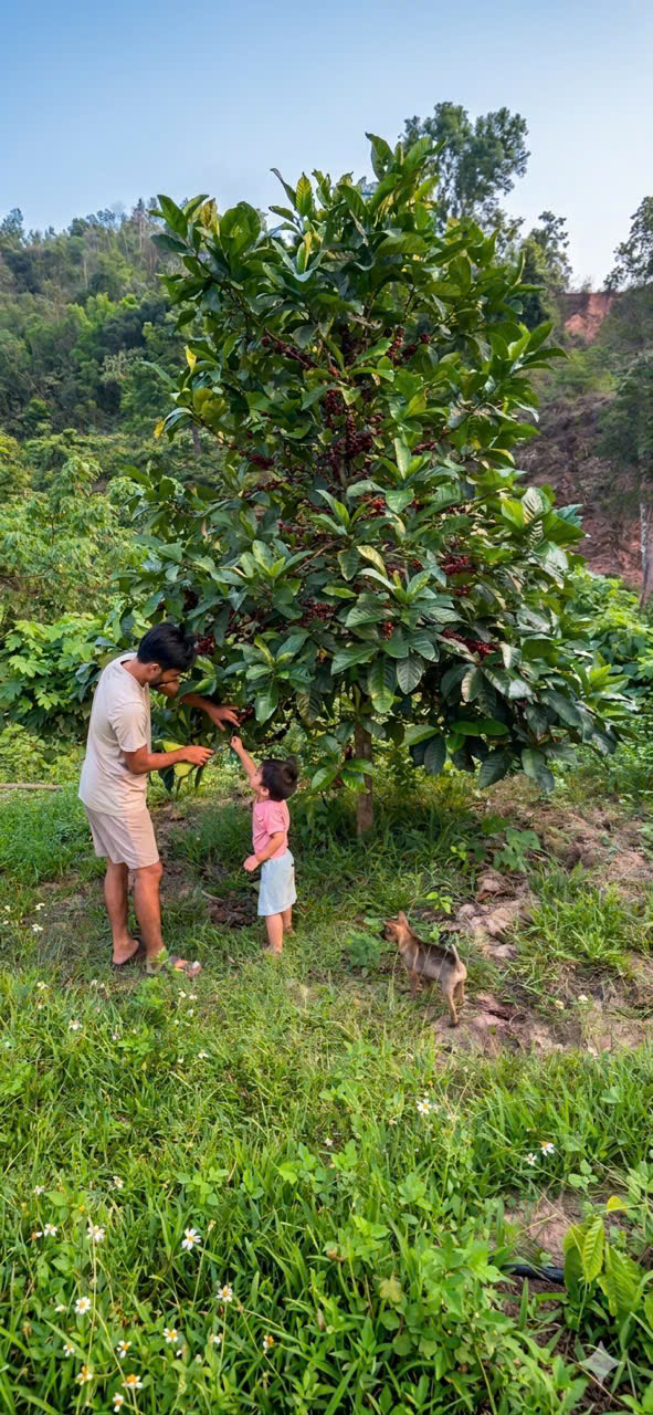 Happy Tree Coffee — Cuptasting